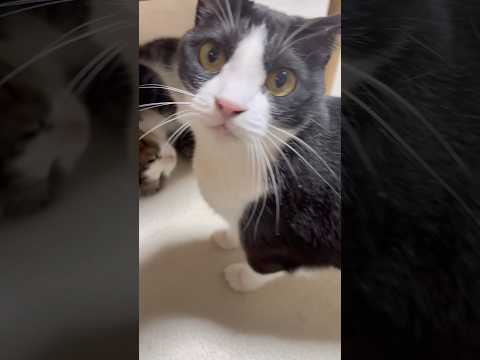 youtube-動物記事1970/01/01 09:00:00