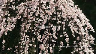 枝垂れ桜