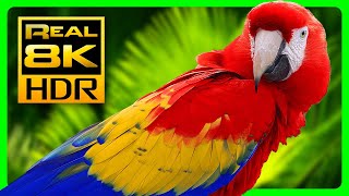 Amazing Macaw Parrots in REAL 8K HDR - Colorful Birds & Nature Sounds - 8K TV Short Demo