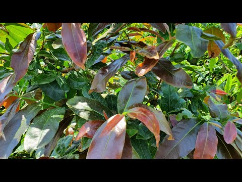 22/6 gL 1 cây dáng long giảo zin huyết long đọt đỏ ae có nhu cầu lh (0372187307)