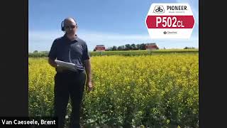 NEW! Pioneer Protector® Canola Hybrid P502CL