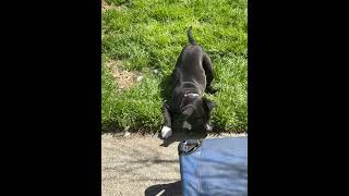 Video preview image #1 Mutt Puppy For Sale in Holly Springs, NC, USA