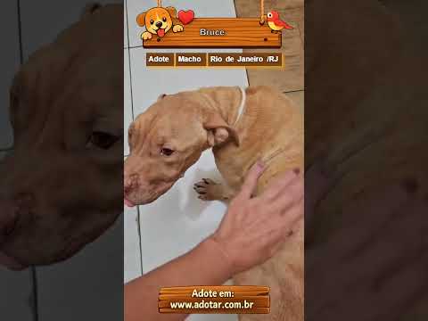 Vídeo de Bruce