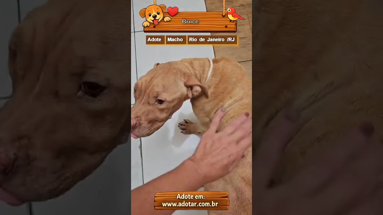 Cachorro raça Pit-Bull idade 1 ano nome Bruce