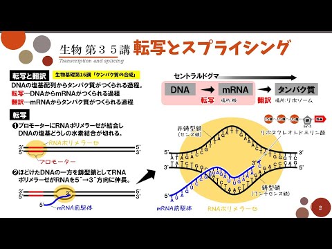 転写(生物学)について詳しく解説