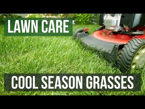 Cool Season Grasses: A Lawn Care Guide