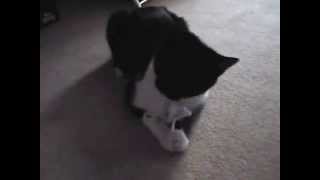 Mischievous cat steals underwear