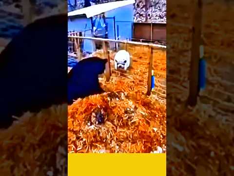 L’ORSO PENSAVA CHE IL MAIALE SAREBBE STATA UNA FACILE PREDA #fabiosilvernews ￼