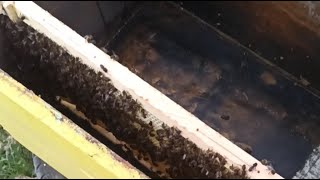 البرد لكن تقسيم النحل في نفس المكان ناجح