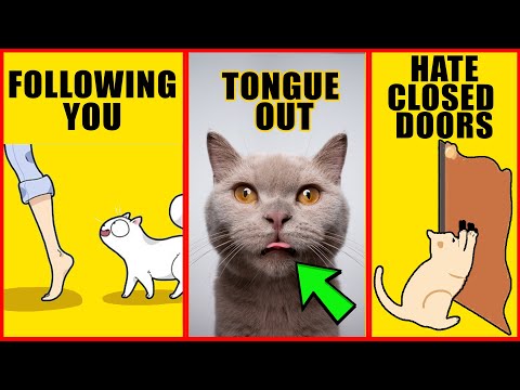 YouTube video about: Why do cats hate closed doors?