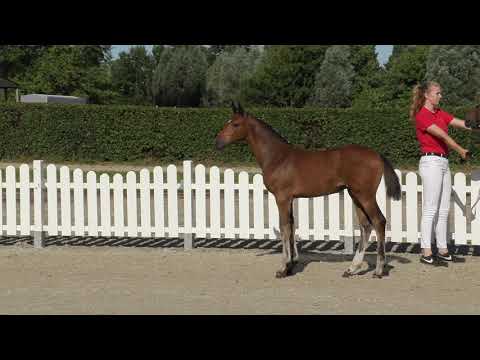 Stutfohlen von Tobago Z / Don Diarado