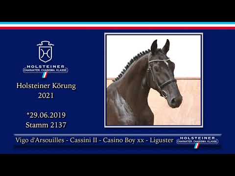 Holsteiner Körlot 2021 | Nr. 100 v. Vigo d'Arsouilles - Cassini II - Casino Boy xx - Liguster