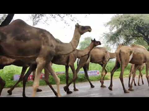 Slow motion seag #video #camel  #carvan #desertlife #camelLover #naturephotography #wildlife #life 