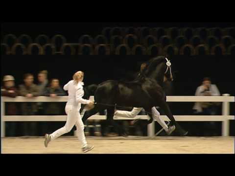 KFPS Hengstenkeuring2016  Rubriek 03