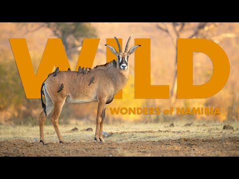 Why is Wildlife in Namibia so Diverse? | Full Episode