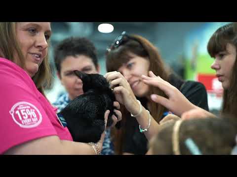 PETstock Assist 19/20 Ano Financeiro