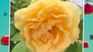 Stop and smell the roses