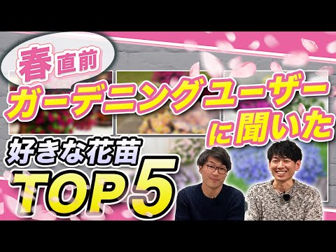 園芸 サントリーナ小ヒノキ、サントリーナグレー