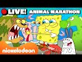 LIVE SpongeBob S Sea Creature Marathon Nickelodeon