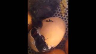 Heritage Egg Farm Hatching Giant Jersey's in a Lyon Incubator