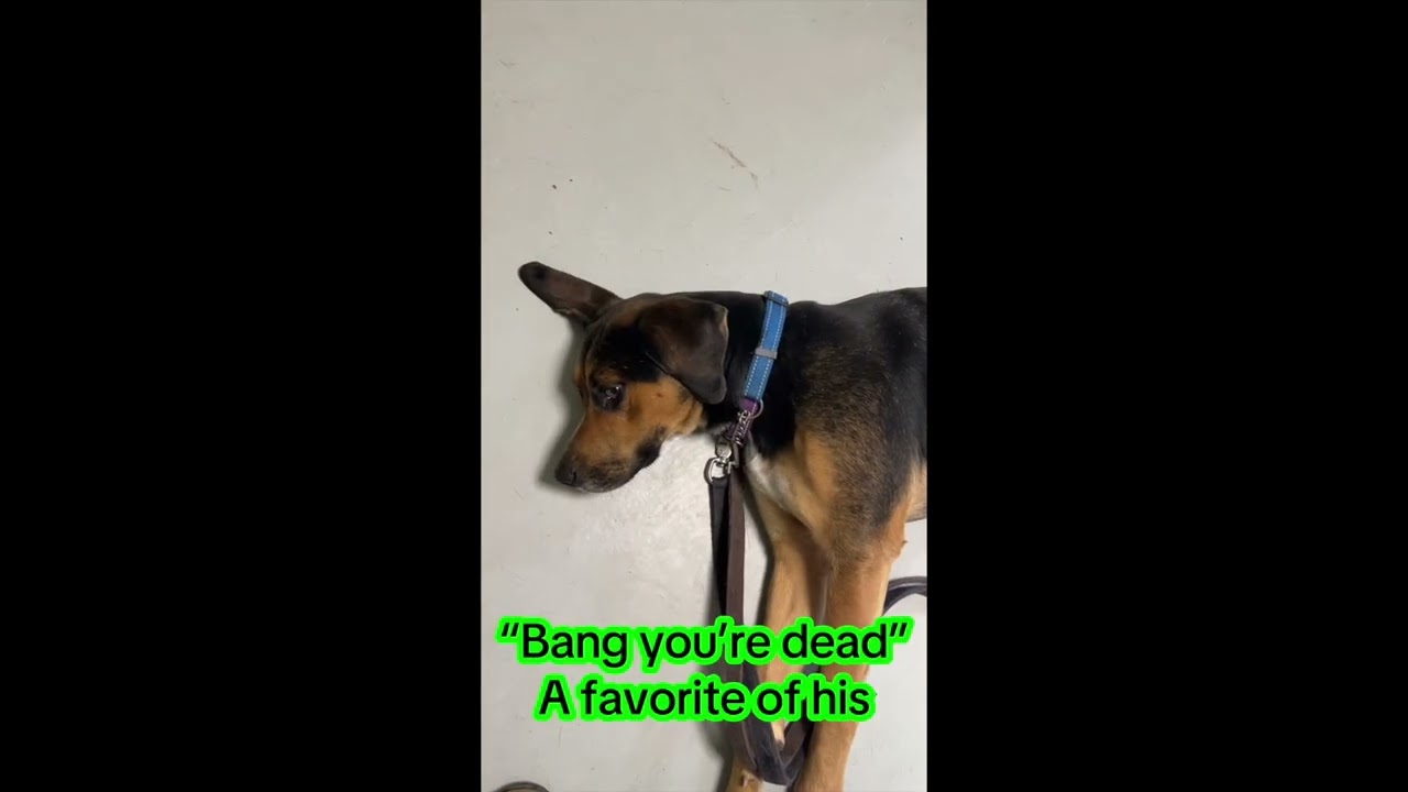 Gulliver, a Adoptable mixed breed in Heathsville, VA video 6/6