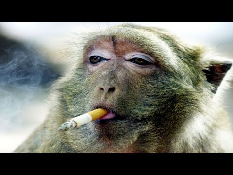 why monkeys is so violent? | World's Sneakiest Animals