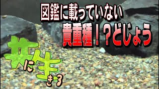 【共に生きる】大型どじょう( 貴重種か？！ )