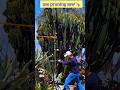 how to trim euphorbia ingens🪚🌵#cowboy cactus #shorts