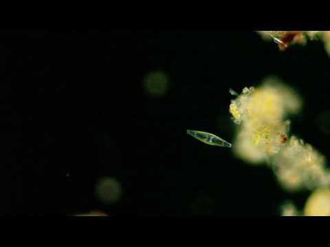 Microbes in the Old Reservoir