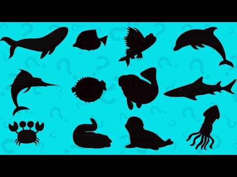 Guess the Shadow of Sea Animals | Educational Song For Kids