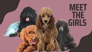 MEET MY 4 FEMALE TOY POODLES| TOY POODLE BREEDER #toypoodles #dogbreeders #doglover