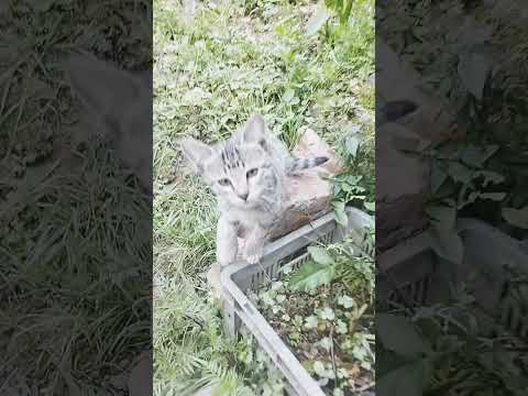 cat #sound#shot #cutebaby #cat###