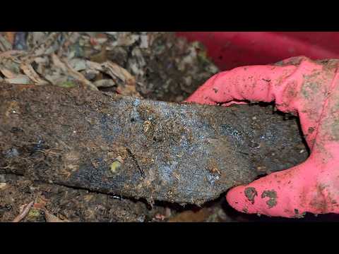 Mixed Worm Bin 3 Post Pie Day 42 Check-In & Feeding 2 February 2025 #vermicomposting #wormbin