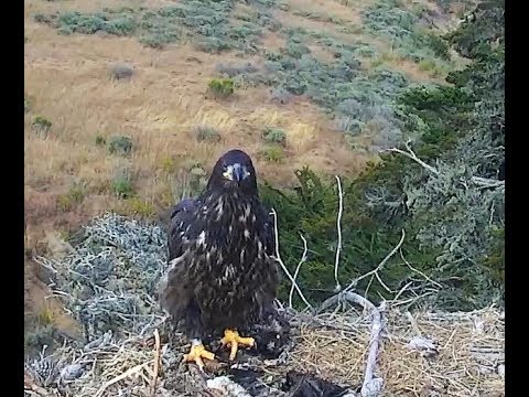 5-30-19  Sauces Canyon~ Kaiannika Practicing Her Hovers