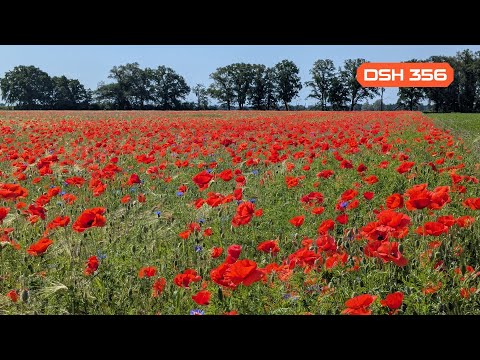 DSH 356 | Atmospheric Deepness & Melodic Grooves