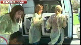 Wayside Waifs Takes In KC Shelter Pets