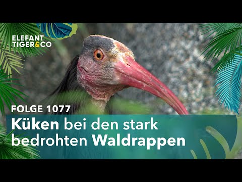 Unter Geiern (Folge 1077) | Elefant, Tiger & Co. | MDR