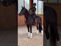 4yo Stallion Paradox-H doing such a lovely job training at a different location😍🥹He is sweetheart🥰