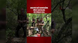 Endemik Dağ Sarımsağını Söken Şahıslara Milyonluk Ceza #Shorts