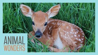 What To Do If You Find A Baby Deer