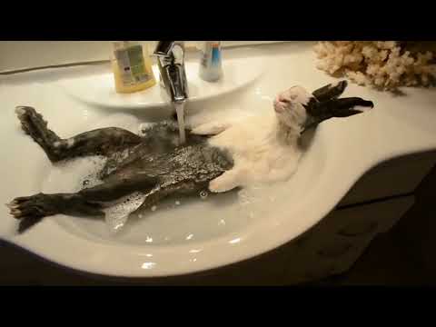 iida Reo × Kaine dot Co - OKOKOK #ヒップホップ