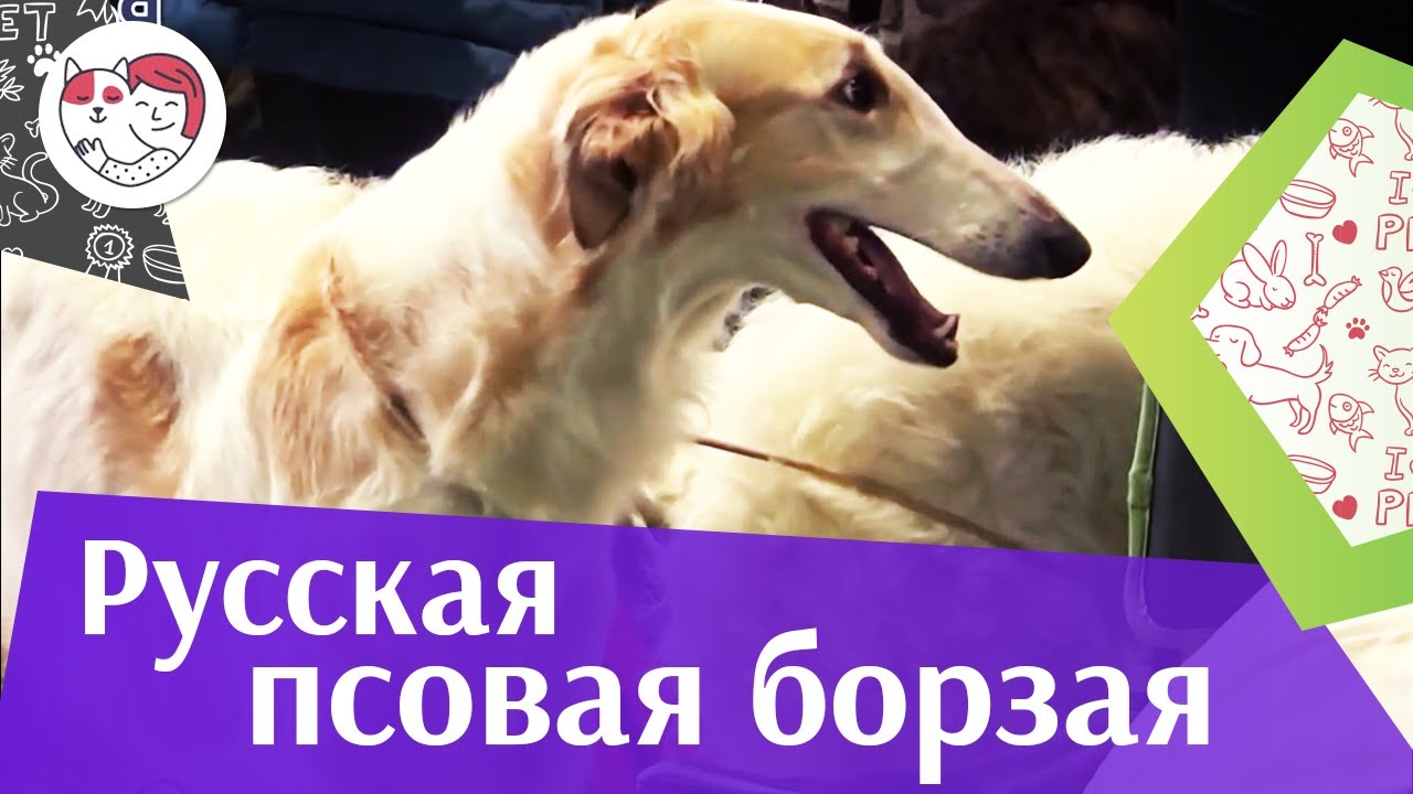 Русская псовая борзая