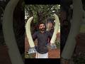 That S Why Elephant Tusks Are Cut