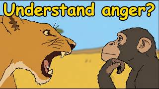 Do Animals Understand Anger?