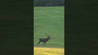 Auf Abnorme Rothirsche zur Brunft | Ungarn im Land der Hirsche | Schwarzwaldhunters