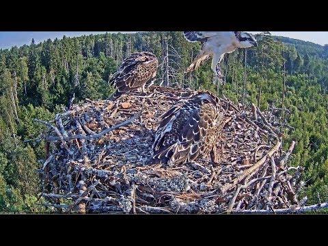 Kalakotkas2~Jaak left the nest and flew to the right~7:52am 2018/07/24