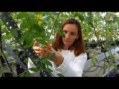 download lagu mp3 mp4 Vitamin C Tomate, download lagu Vitamin C Tomate gratis, unduh video klip Vitamin C Tomate