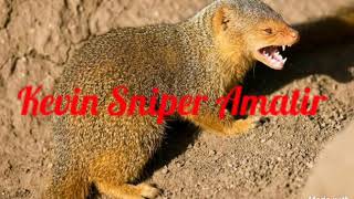 Download lagu SUARA PIKAT GARANGAN 100℅ KELUAR mp3