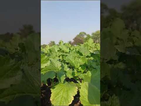 Mahalaxmi mustard MSM 121