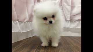 ポメラニアンの動画01